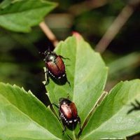 rid-brown-beetles-800x800